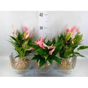 Anthurium andr. 'Lilli'