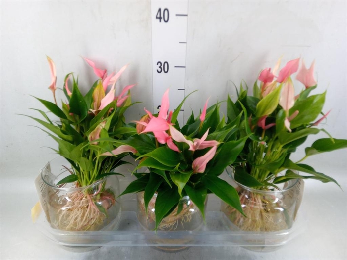 <h4>Anthurium andr. 'Lilli'</h4>