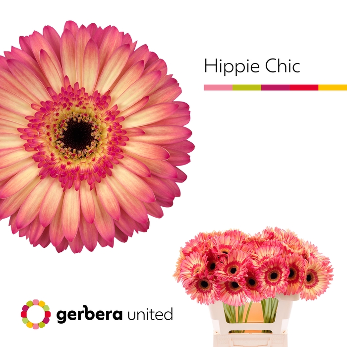 <h4>Gerbera Hippie chic Water</h4>