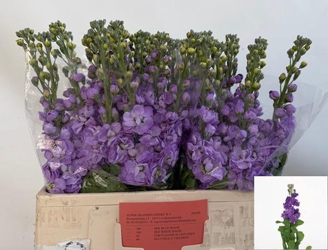 <h4>MATTH MATHILDA BLUE</h4>