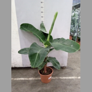 Musa   ...