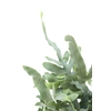 PHLEBODIUM BLUE STAR C21