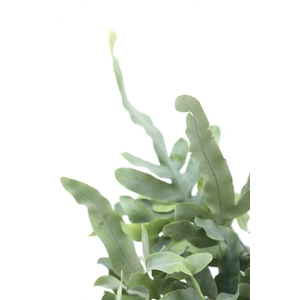 PHLEBODIUM BLUE STAR C21