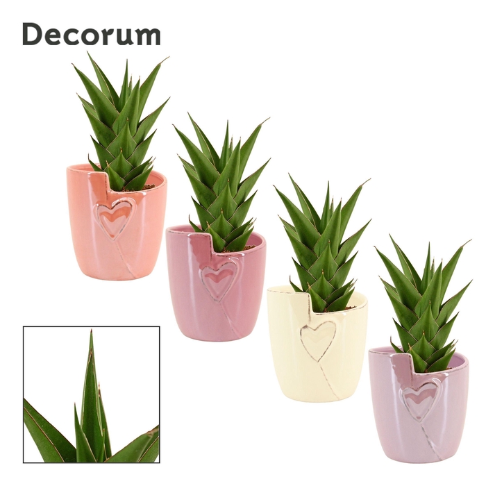 <h4>Sansevieria Temple Crown 12 cm in Joa (Special moods-collection)</h4>