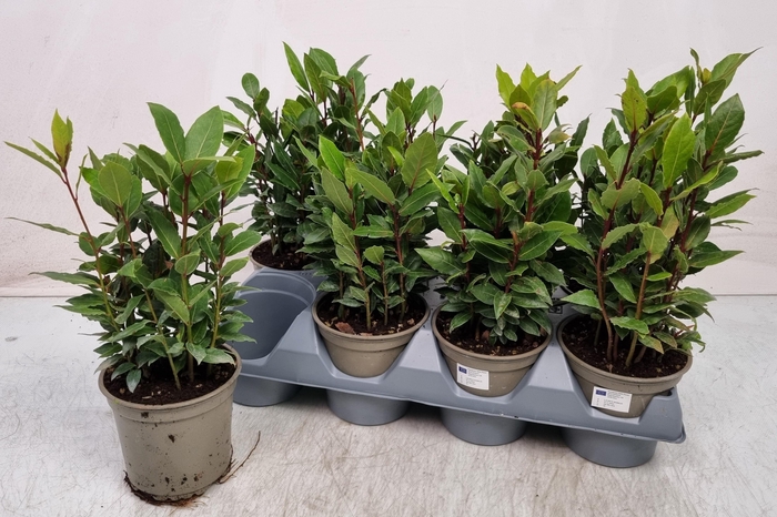 <h4>LAU NOBILIS</h4>