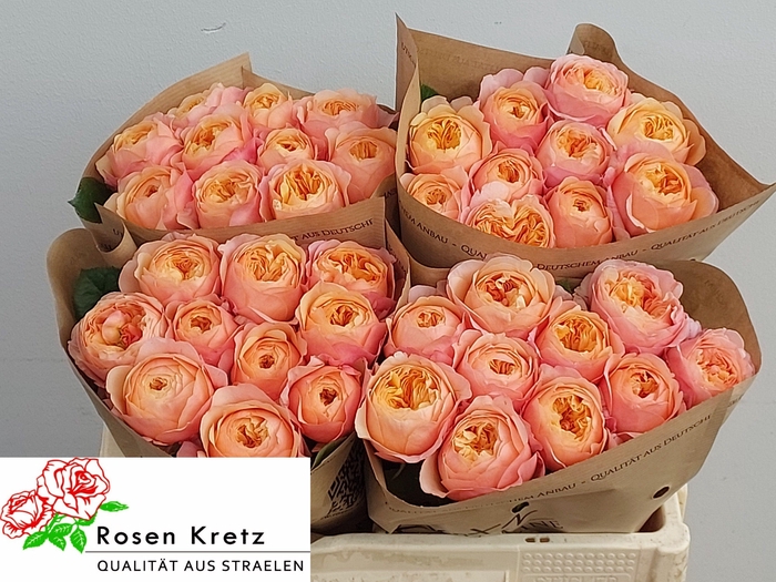 <h4>R GR DORSET!</h4>