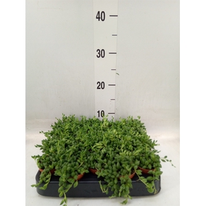 Senecio herreianus