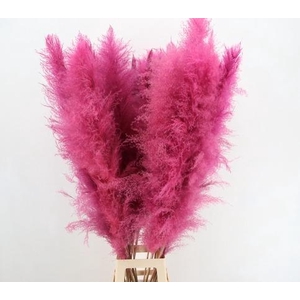 DF Pampas 130cm L.Pink