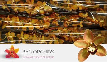 <h4>Cymb T Charly Brown</h4>