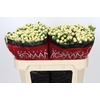 Hypericum Cool Romance