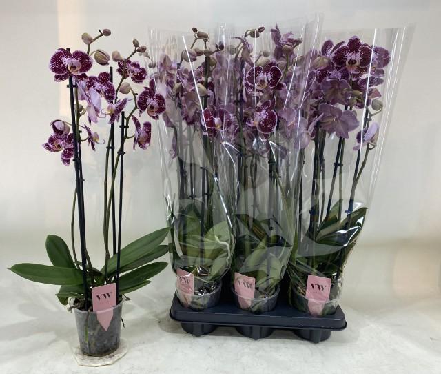 <h4>PHAL AN REIMS</h4>