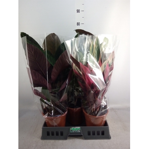 Calathea   ...mix