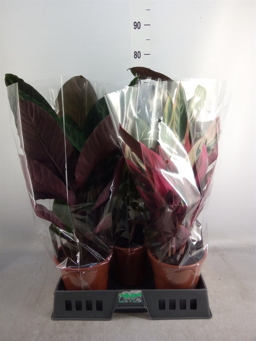 <h4>Calathea   ...mix</h4>