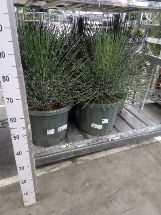 <h4>Agave   ...</h4>