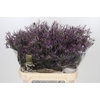 Limonium Safora Dark Blue
