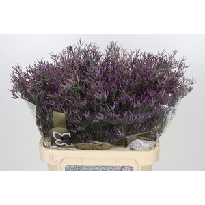 Limonium Safora Dark Blue