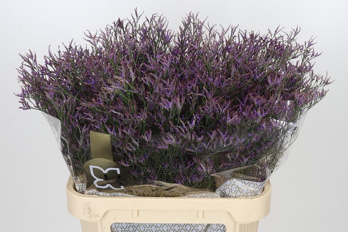 Limonium Safora Dark Blue