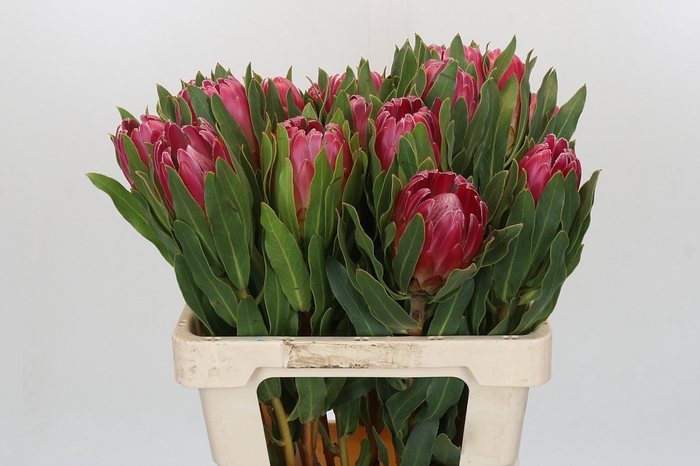 <h4>Protea Brenda</h4>
