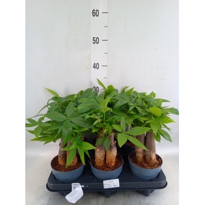 Pachira aquatica