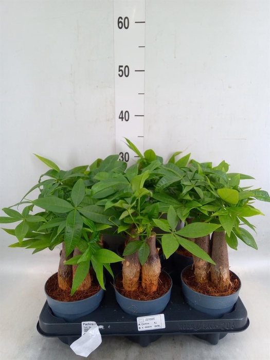 <h4>Pachira aquatica</h4>