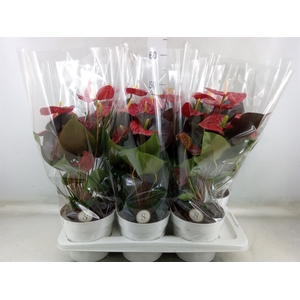 Anthurium andr. 'Coral Champion'