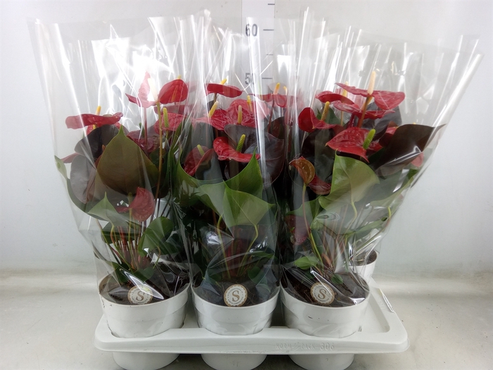 <h4>Anthurium andr. 'Coral Champion'</h4>