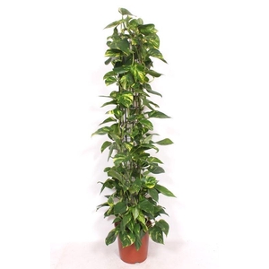 Epipremnum pinn. 'Aureum'