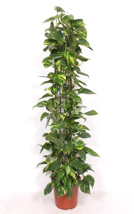 <h4>Epipremnum pinn. 'Aureum'</h4>
