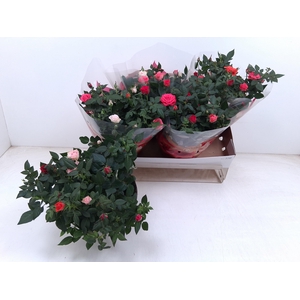 RO FAV FESTIV GEM IP