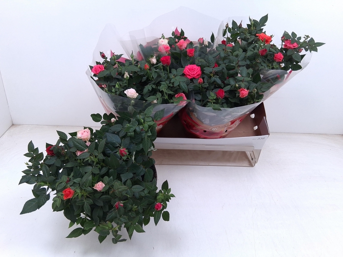 <h4>RO FAV FESTIV GEM IP</h4>