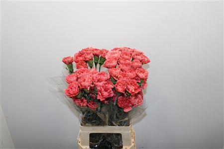 <h4>Di St Copper Extasis</h4>