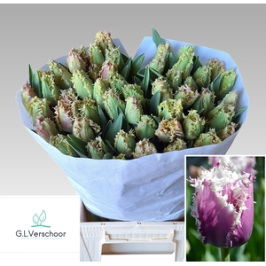 TU FR CRUNCH CUMMINS