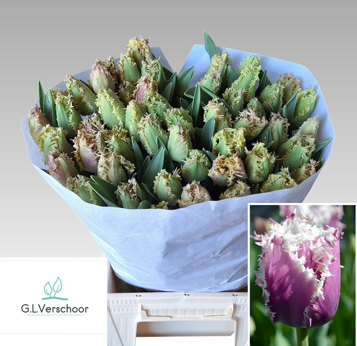 <h4>TU FR CRUNCH CUMMINS</h4>