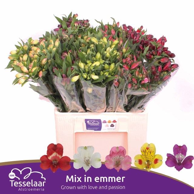 <h4>ALSTR MIX CONTAINER</h4>