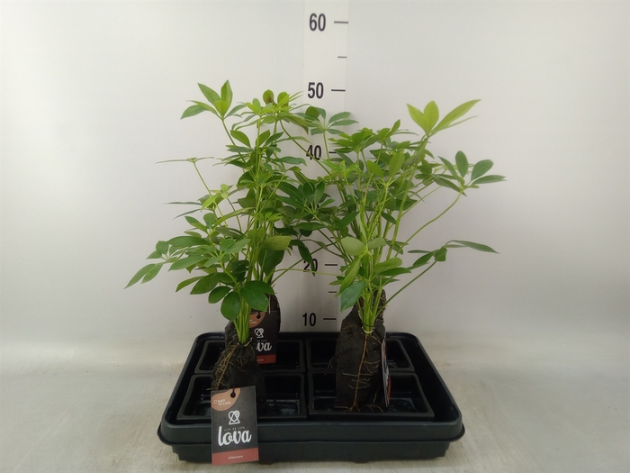<h4>Arr.   Kamerplant Groen H%</h4>
