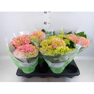 Hydrangea mac. 'Hi River'