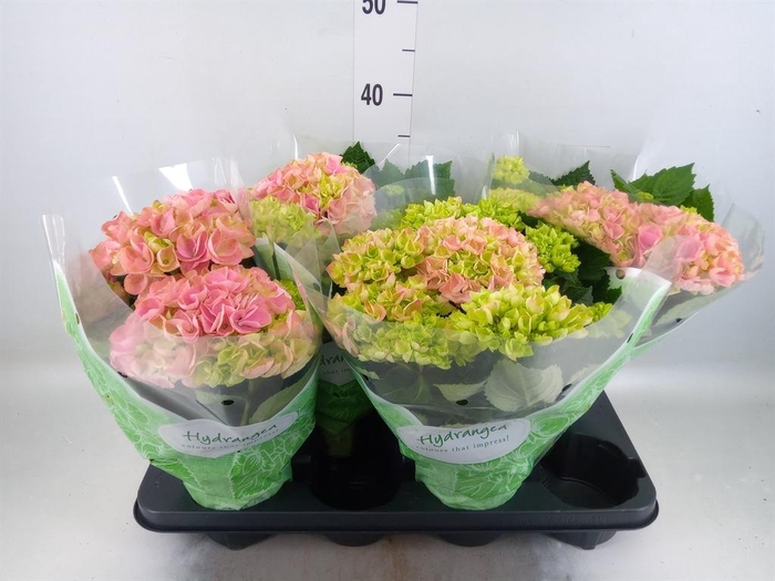 <h4>Hydrangea mac. 'Hi River'</h4>