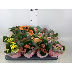 Kalanchoe blos.   ..rosebud mix  5