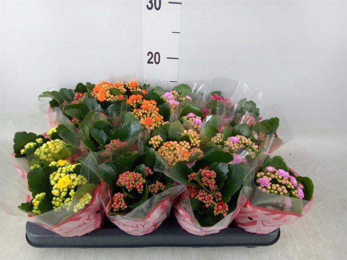 <h4>Kalanchoe blos.   ..rosebud mix  5</h4>