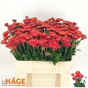 CHR T BLENDA RED