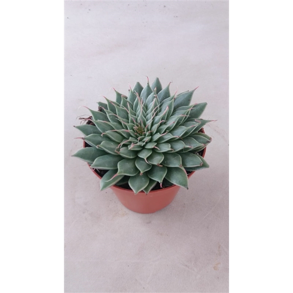 <h4>Graptopetalum rusbyi</h4>