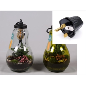 Glas Terrarium XXL helder met verlichting met Groene Planten en Engelse stekker