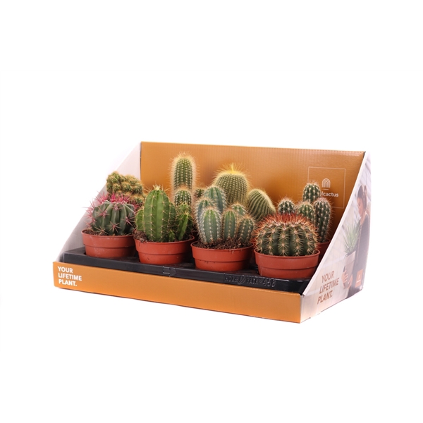 Cactus mix 12 cm in showdoos your lifetime plant