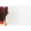 Leucadendron Saf Sunset Dark R.Spray