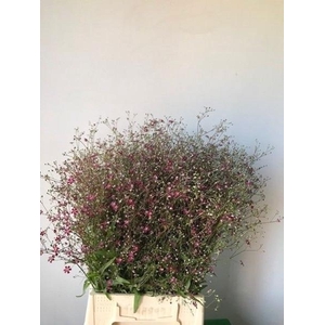 GYPS EL ROZE PER BOS