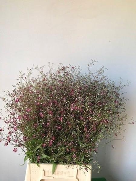 <h4>GYPS EL ROZE PER BOS</h4>