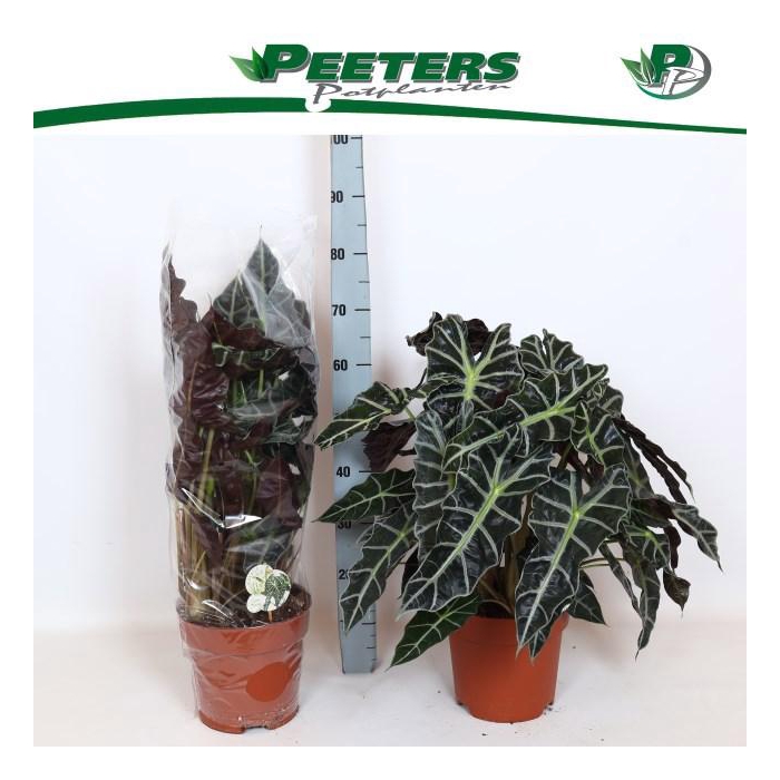 <h4>ALOC X AMAZONICA</h4>