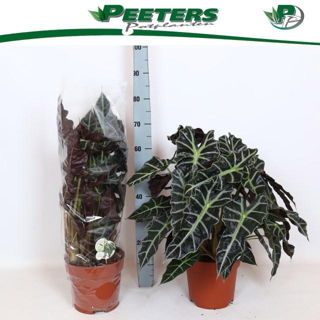 <h4>ALOC X AMAZONICA</h4>