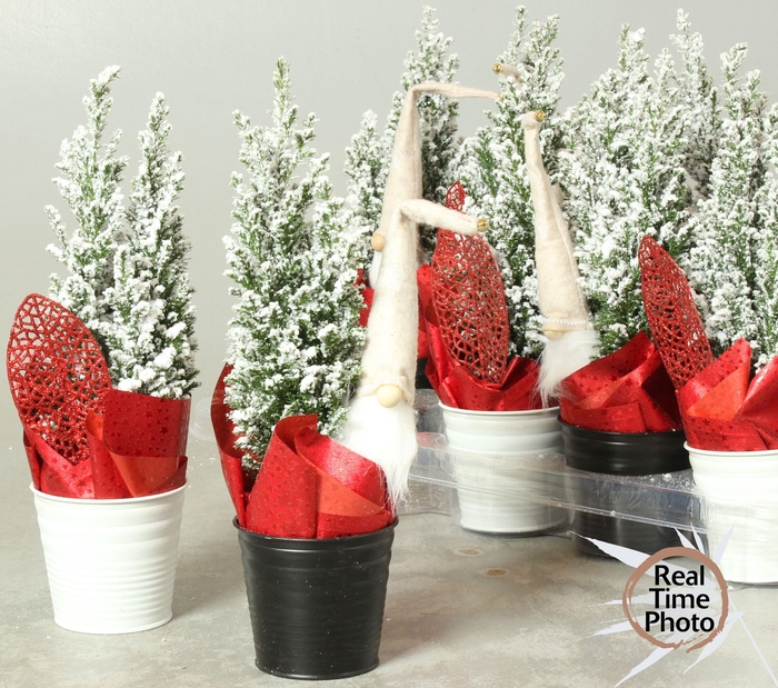 <h4>CHAM L ELLWOODII</h4>