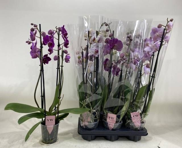 <h4>PHAL GEM</h4>